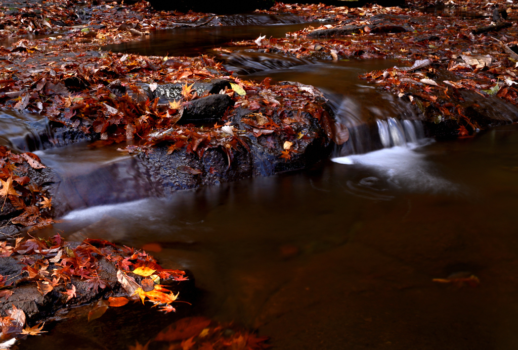 晩秋のせせらぎ
