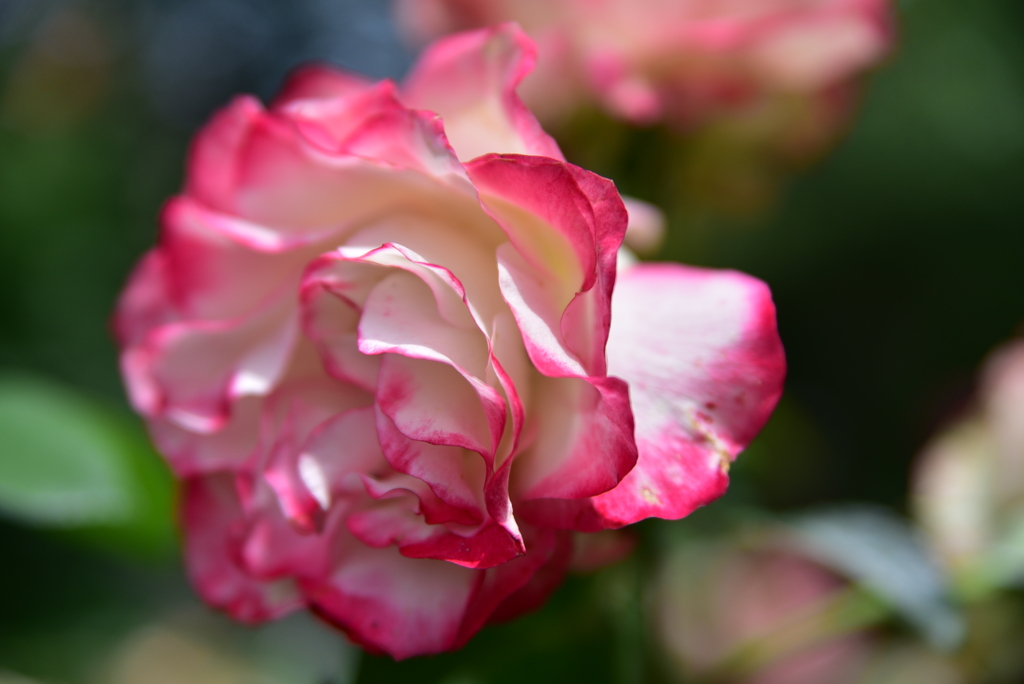 薔薇