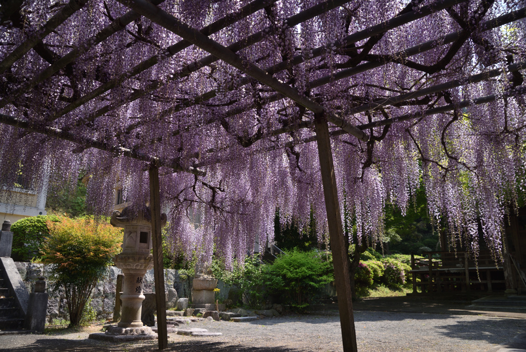 お寺の藤