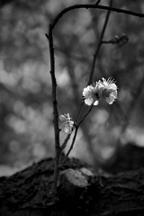 日差しを受けて