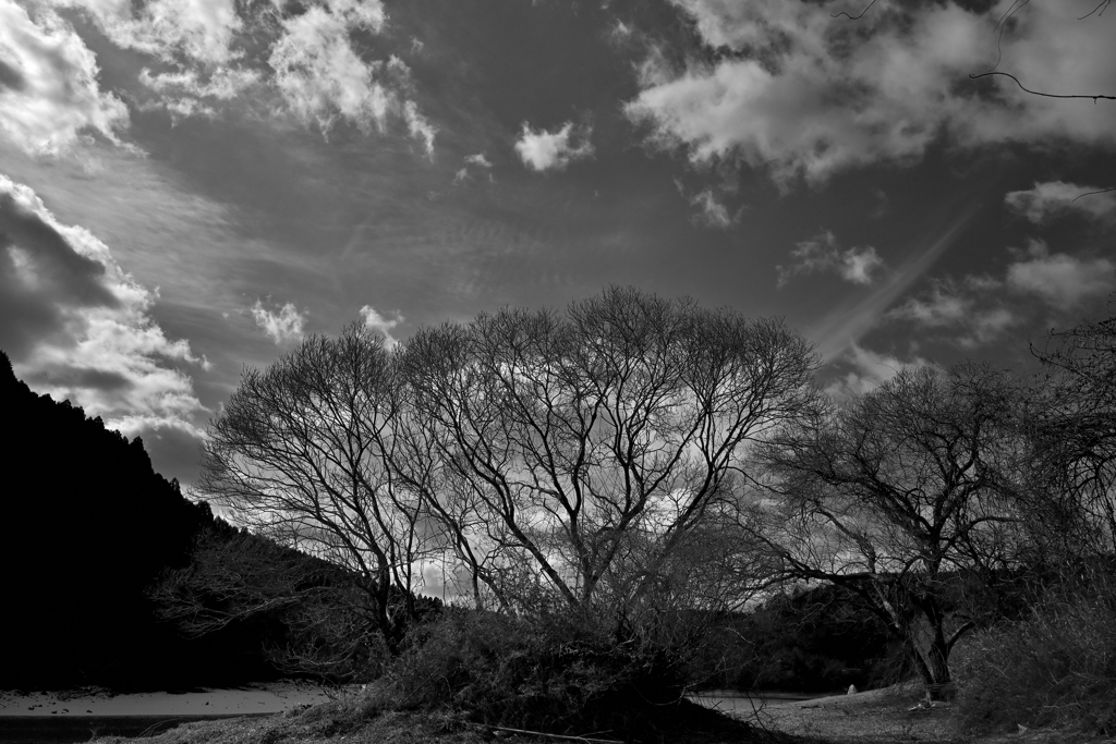 ダム底の木々２