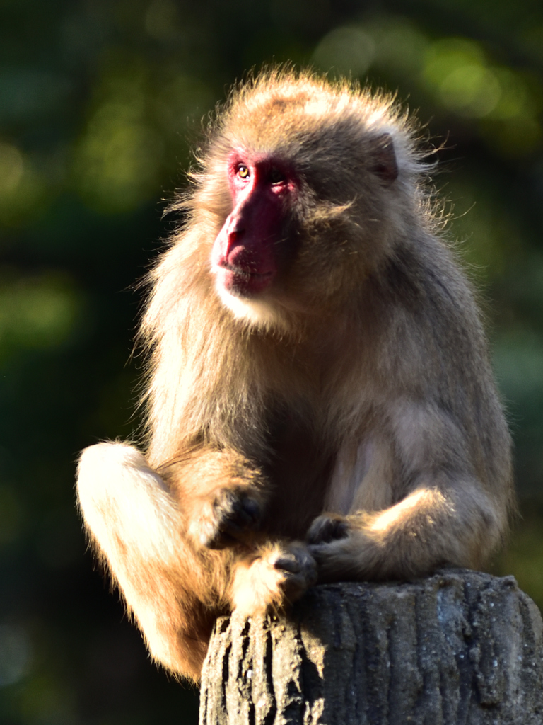 Monkey