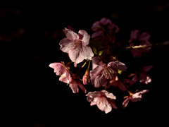 河津桜
