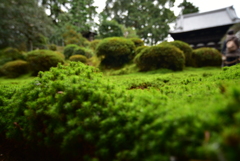 京都の苔