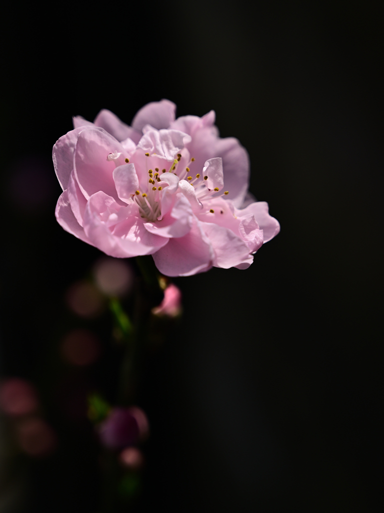 我が家の花桃