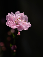 我が家の花桃