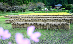 里山の風景