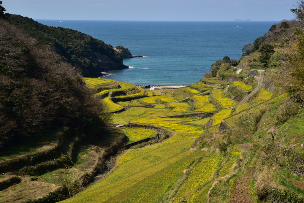 浜野浦の棚田