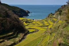 浜野浦の棚田
