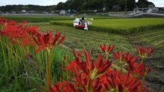 曼殊沙華に見守られ