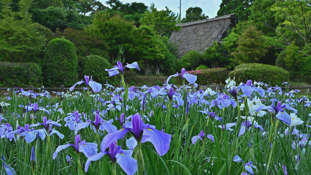 宮地嶽神社　菖蒲園