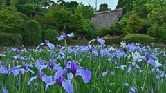 宮地嶽神社　菖蒲園