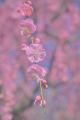 柔らかなしだれ梅