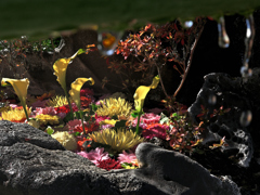 花手水　上からぽとりポトリ