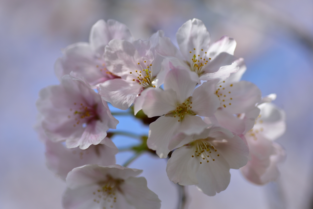 桜