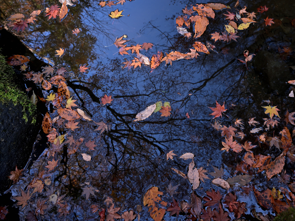 マゼノ渓谷落葉