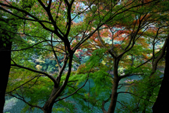 松原ダム枝の勢い