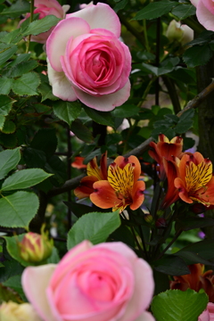 花園６