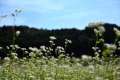 北山　蕎麦の花３