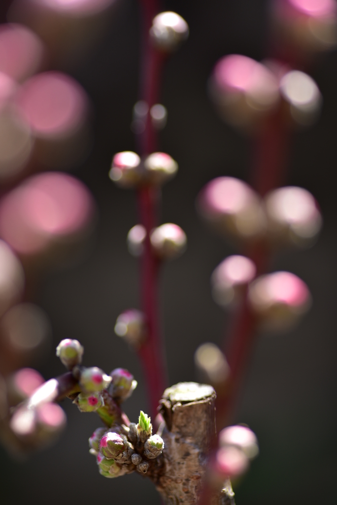 桃の花