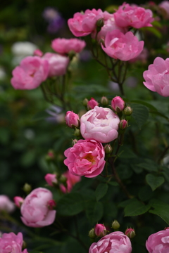 花園１