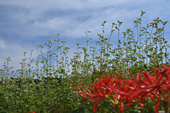 北山　蕎麦の花
