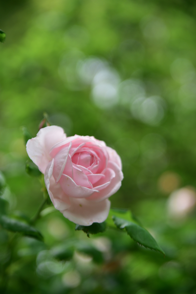 薔薇