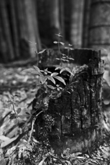 竹の切り株に２