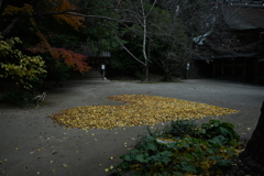 落ち葉の芸術