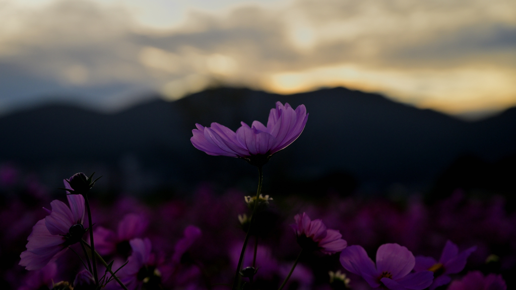  静寂に秋桜浮かぶ