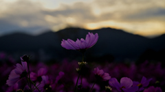  静寂に秋桜浮かぶ