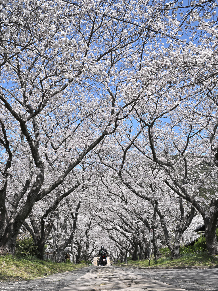 円応寺　桜並木を疾走