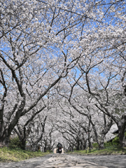円応寺　桜並木を疾走