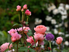 花園７