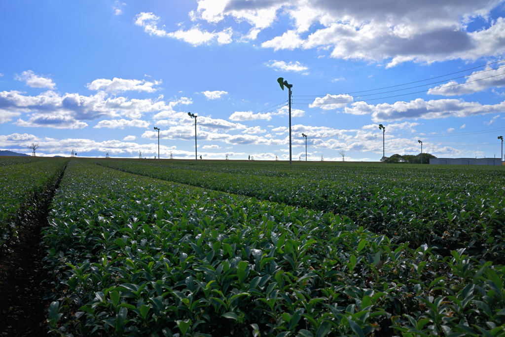 筑後広域公園　茶畑