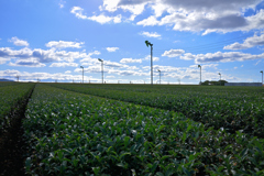 筑後広域公園　茶畑