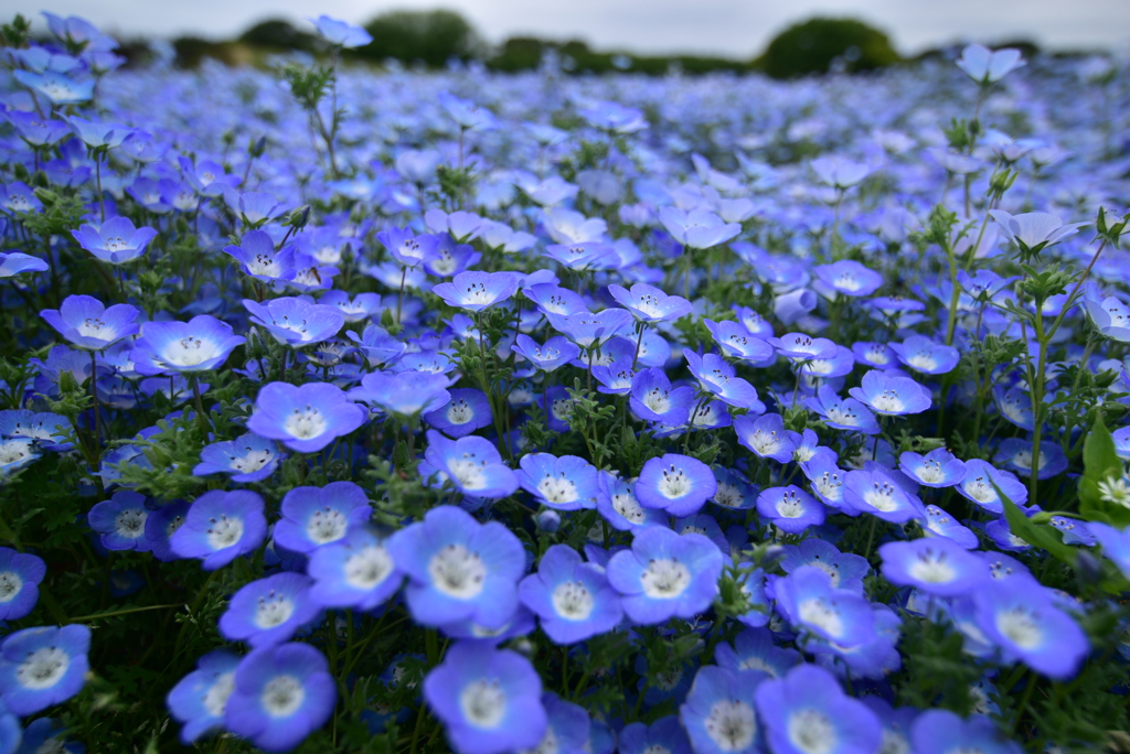 海の中道海浜公園