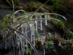 土手の雑草が・・・