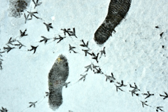 わたしと鳩