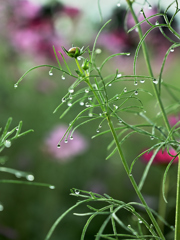雨しずく