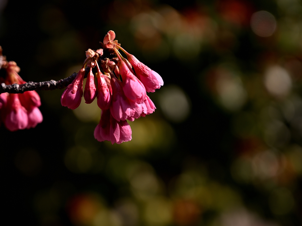 寒緋桜　あと少し