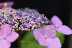 自宅の紫陽花