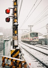 雪に桜