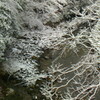 渓流の雪