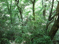 2004年クワガタ採集、北茨城、福島県