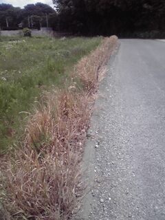 あ、撒いたかな~~。