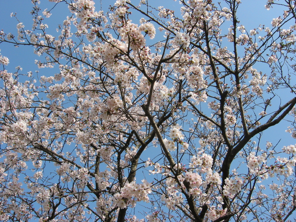 長津川親水公園（長津川緑地）