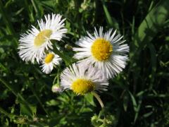 昔写した近所の花　春