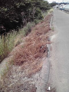 撒いたかなぁ~~。