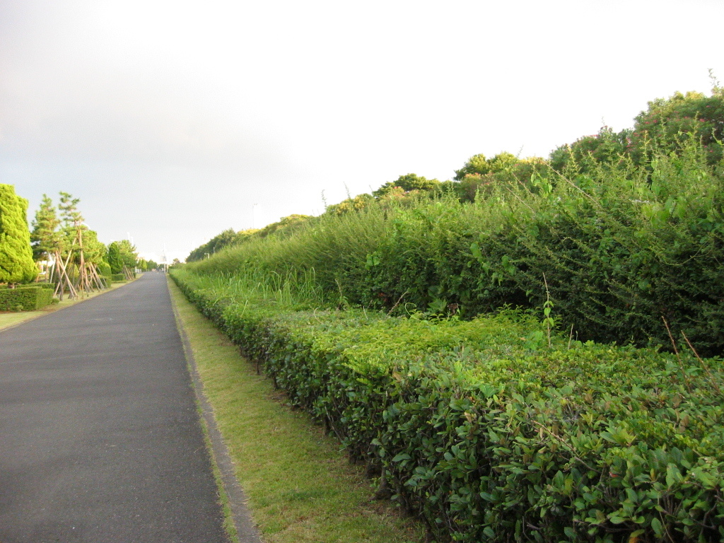 震災前のサイクリングロード